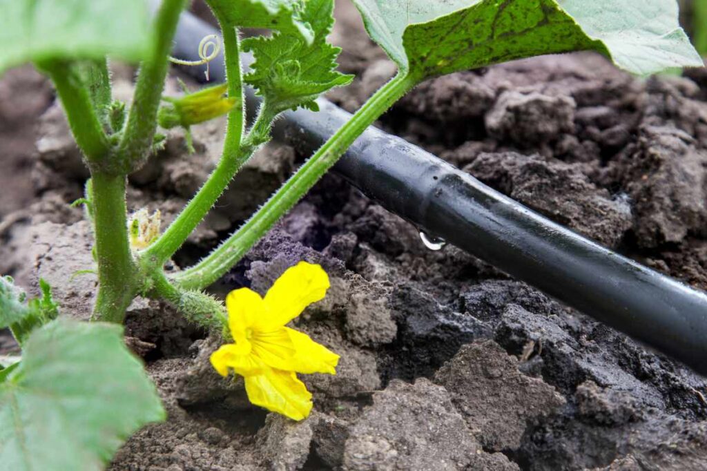 Système d'arrosage goutte à goutte pour le jardin