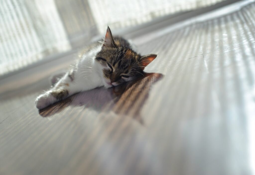 Chat couché sur sol en parquet avec plancher chauffant