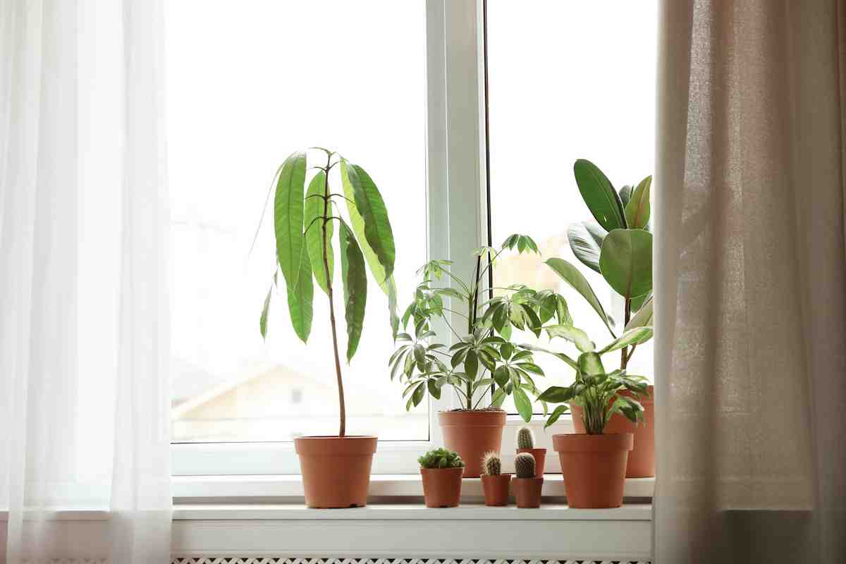 Plantes d'intérieur au bord d'une fenêtre