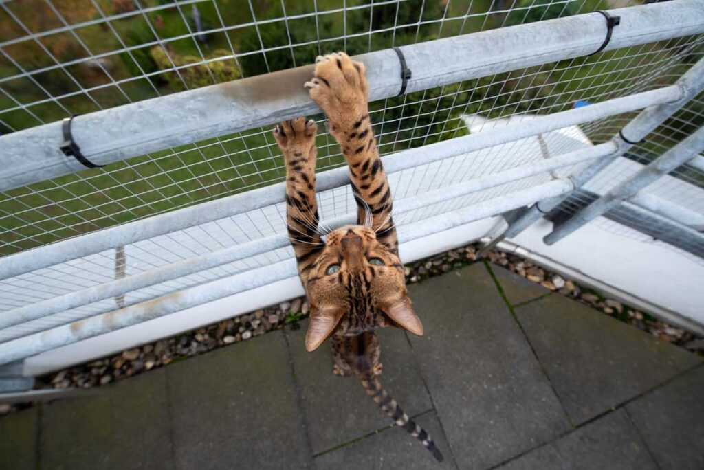 Filet de sécurité sur un balcon pour protéger un chat