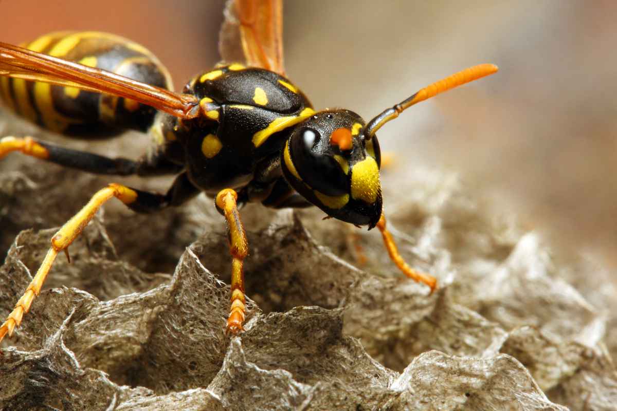 Les guêpes sont importantes à notre écosystème mais peuvent être envahissantes