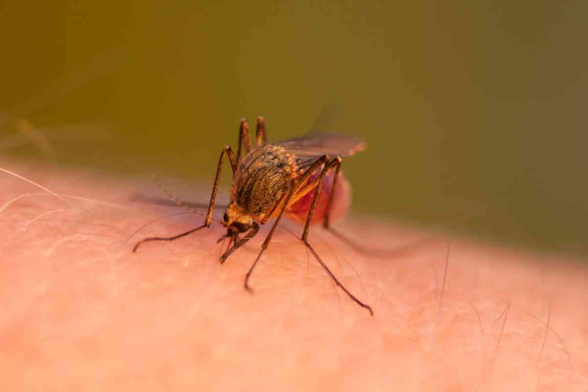 Un moustique en train de piquer la peau d'un humain