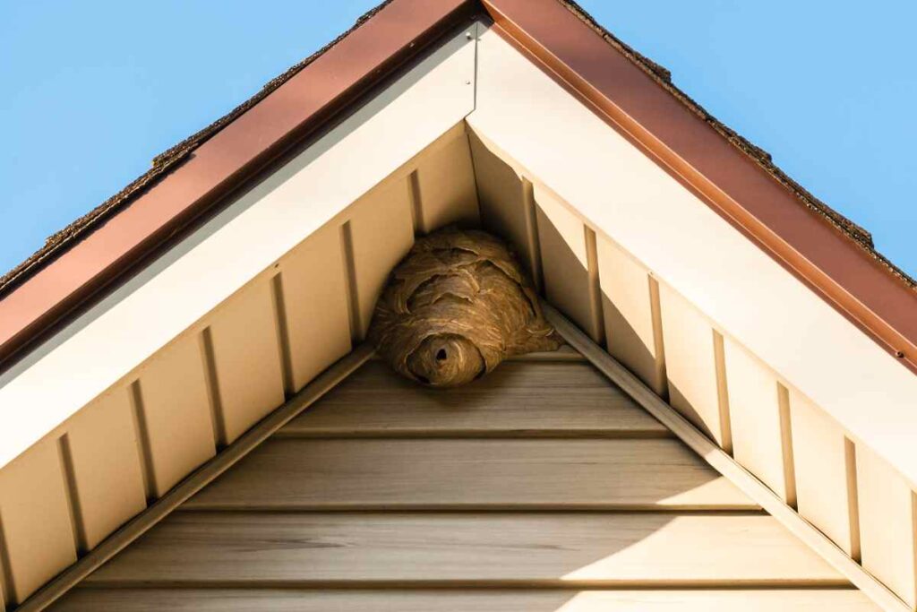 Nid de guêpes sous le toit d'une maison