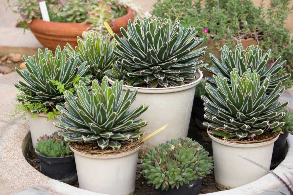 Des plantes grasses dans des pots décoratifs