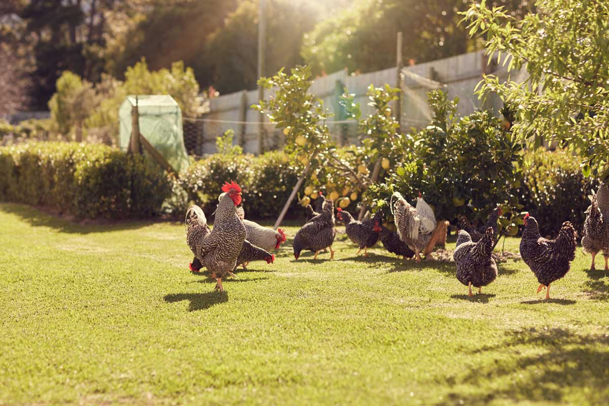 Des poules dans un jardin