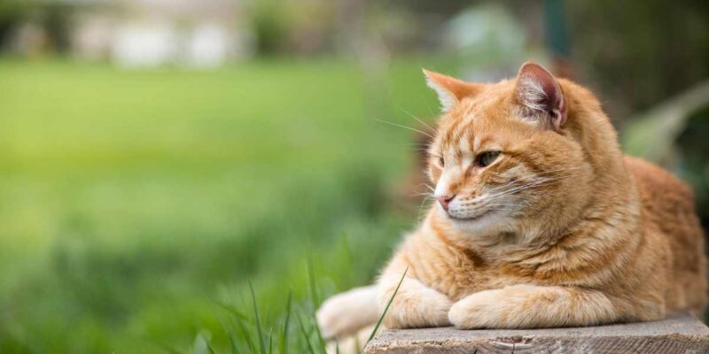 Aménager un jardin sécurisé pour votre chat