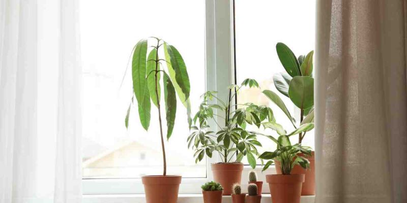 Comment s’occuper de ses plantes d’intérieur en juin ?