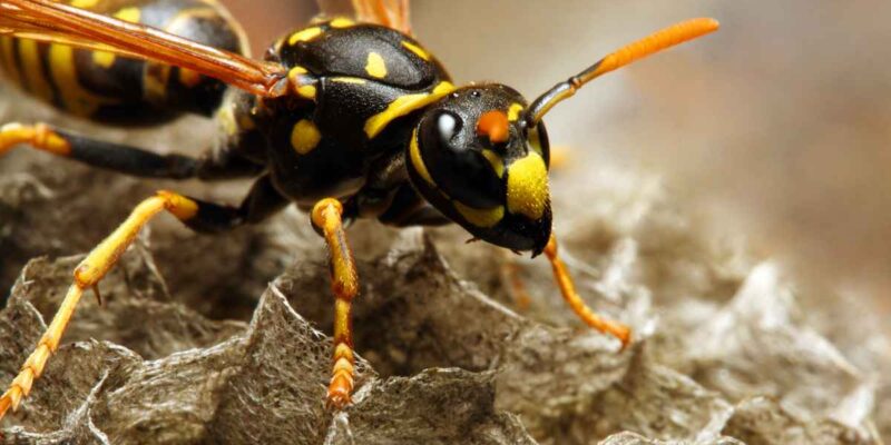 Comment éloigner et vous protéger des guêpes ?