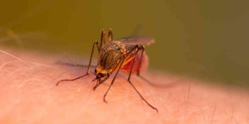 Comment lutter contre les moustiques chez vous ?