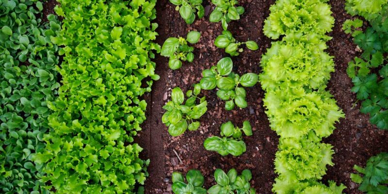 Créer un jardin potager : conseils et astuces pour cultiver chez soi