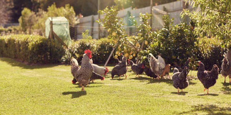Des poules dans son jardin : quels inconvénients ?