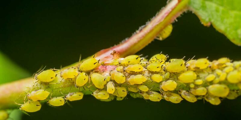 Comment lutter contre les pucerons ?