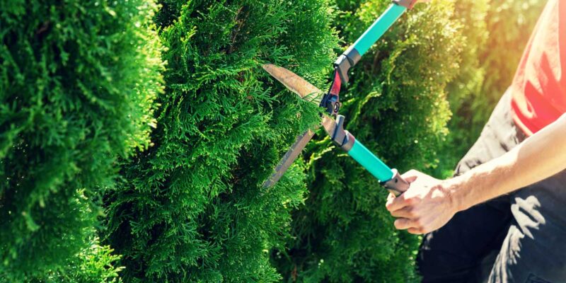 Guide pratique pour l’entretien et la taille de vos haies